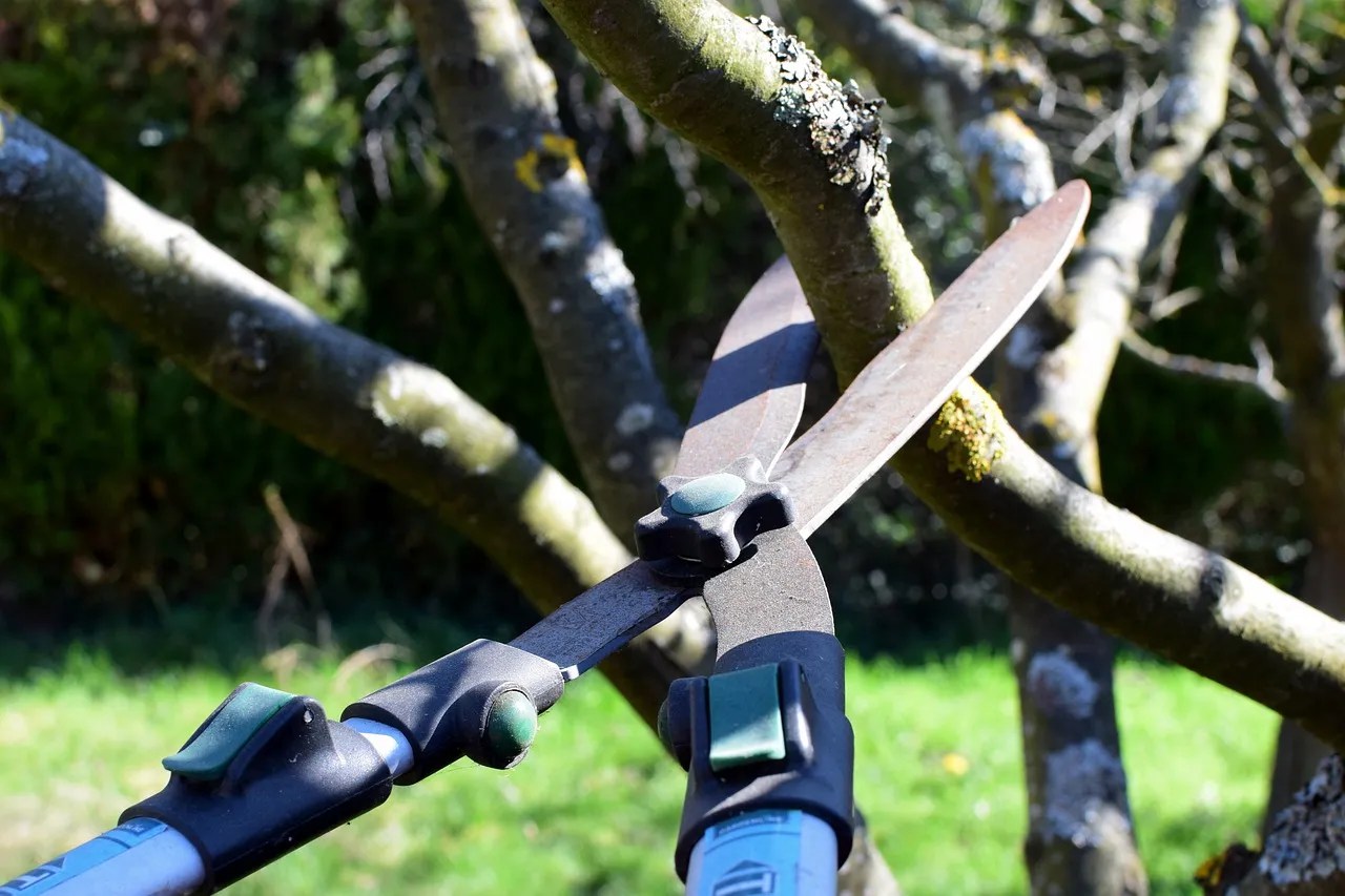 Pruning shears cutting branches
