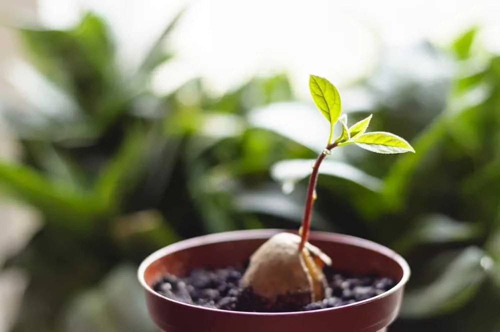 Baby Avocado Tree