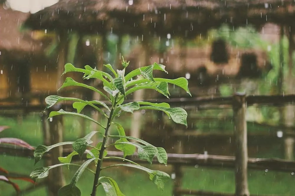 Rain garden