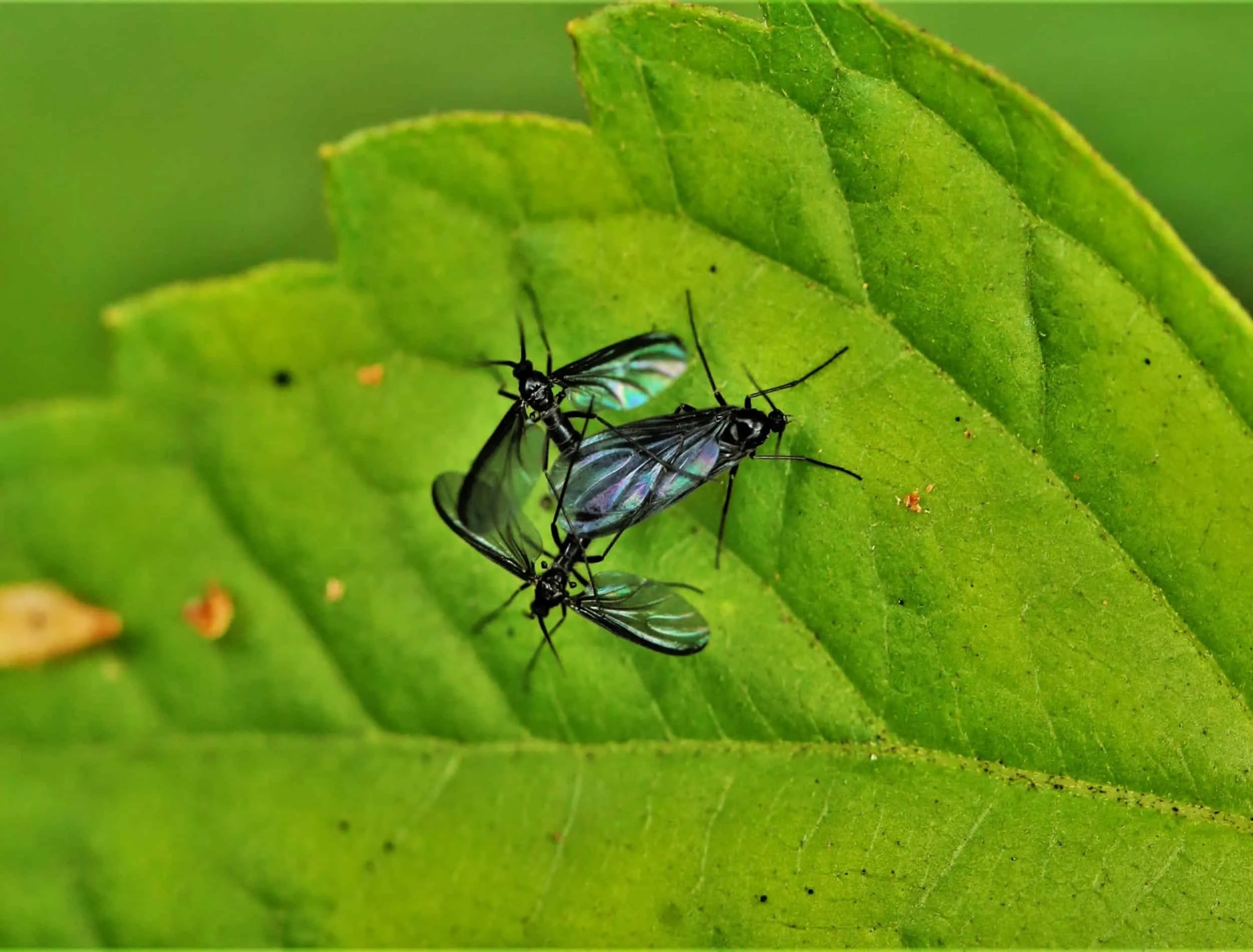 three fungus gnats on leaf