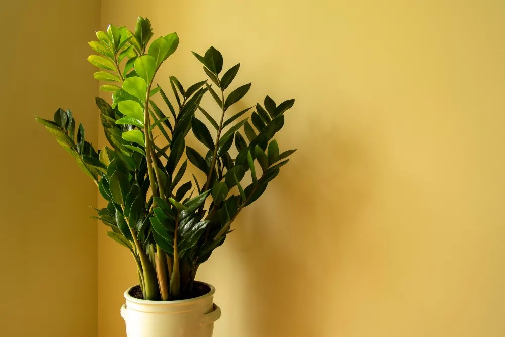 11 Indoor Plants That Thrive in Low Light