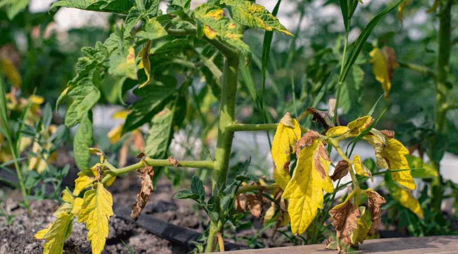 red tomato damaged by disease and pests of fall leaves and fruits of tomato