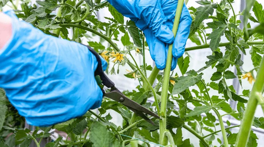 Proper pruning suckers on tomatoes over the first sheet in the greenhouse