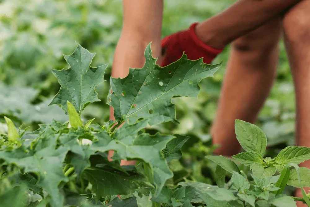 boy picking up the cucumbers