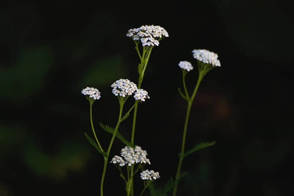 Yarrow