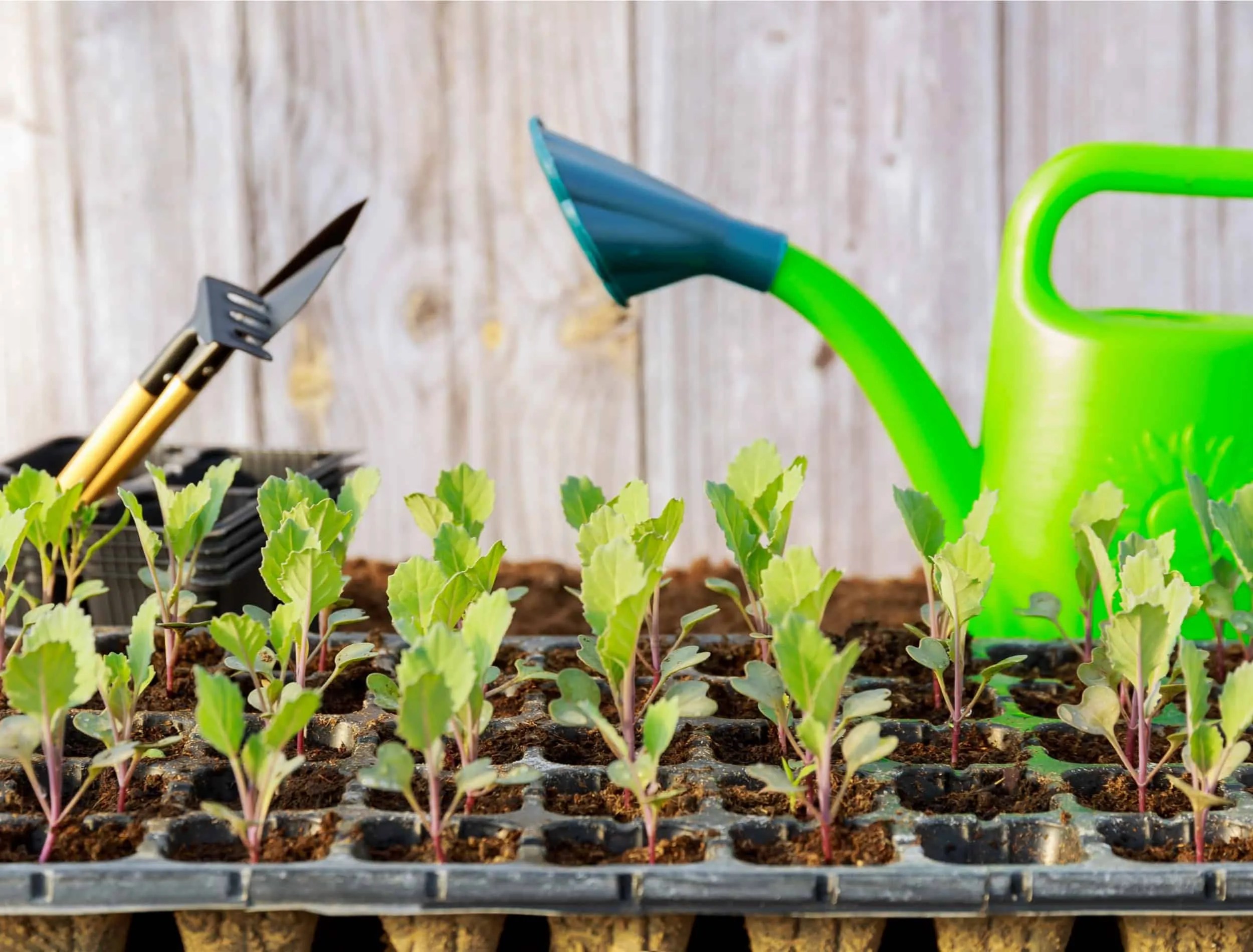 Broccoli seedlings and garden tools and green watering can on wooden background. Growing seedlings.