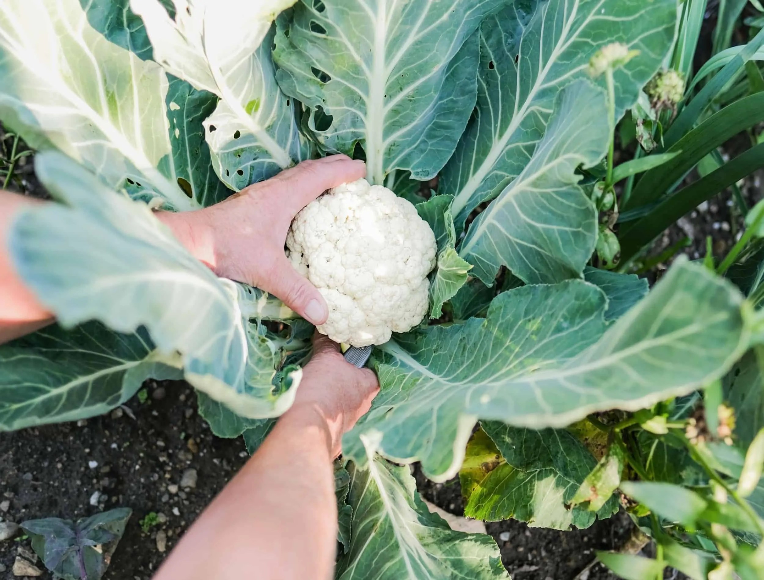 How and When to Harvest Cauliflower