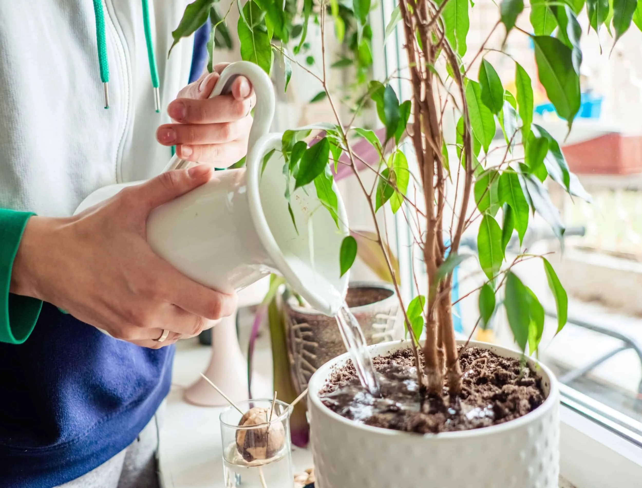 woman&rsquo;s hands watering plants in home. Making homework. Domestic life concept