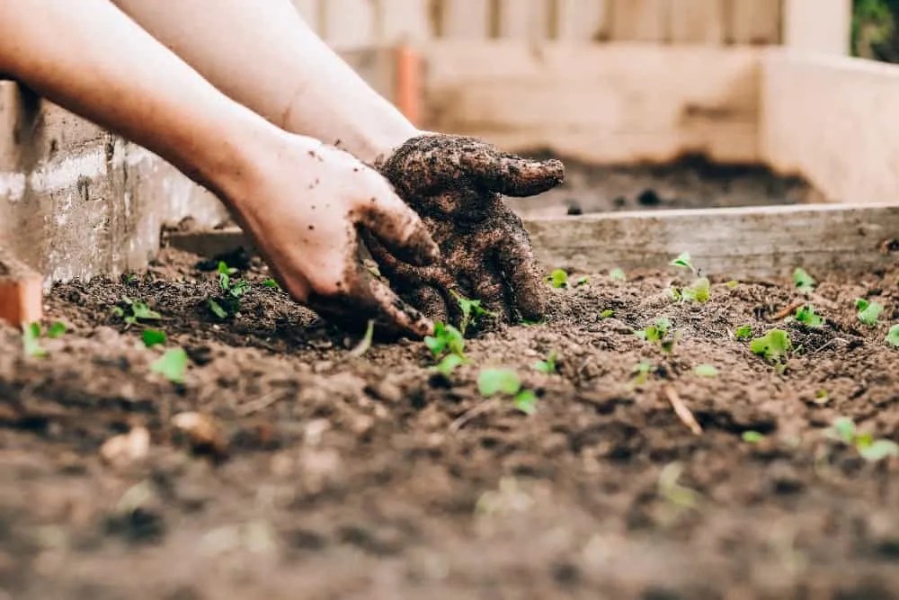 a pair of hands digging into soil