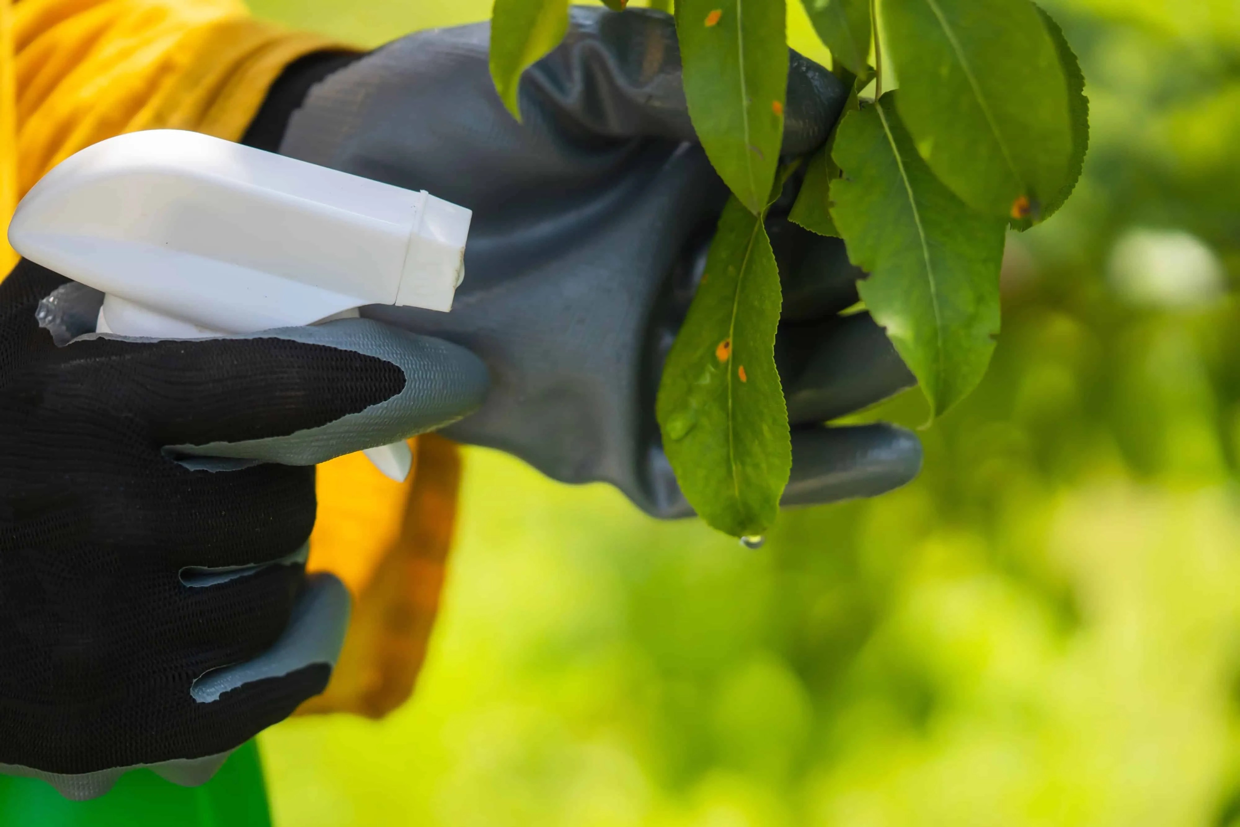 A girl sprays plants against disease, pesticide treatment. A gloved hand treats the leaves with pesticides to cure the illness, close up.
