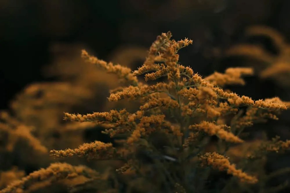 mimosa avoid growing