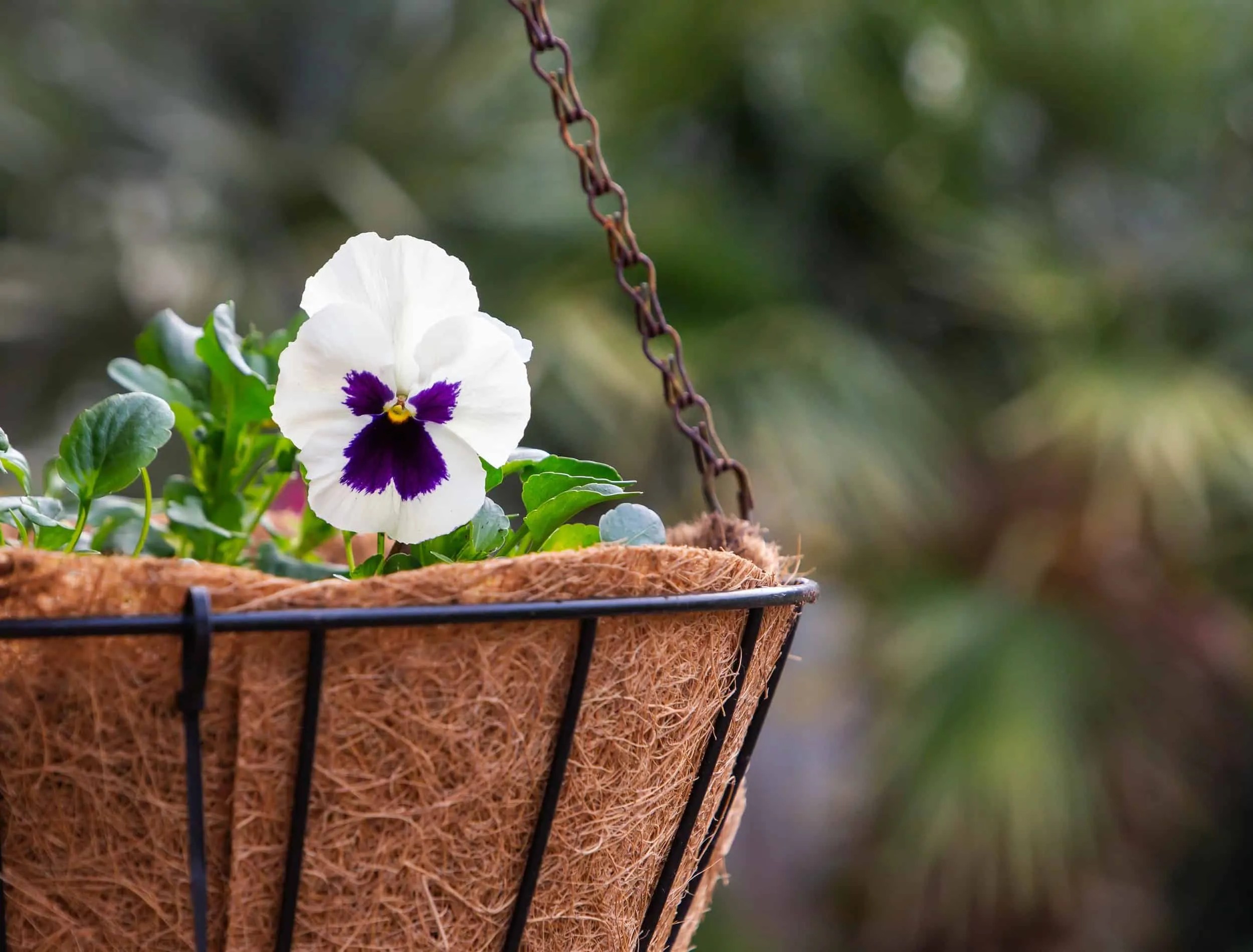 7 of the Best Flowers To Plant in Hanging Baskets