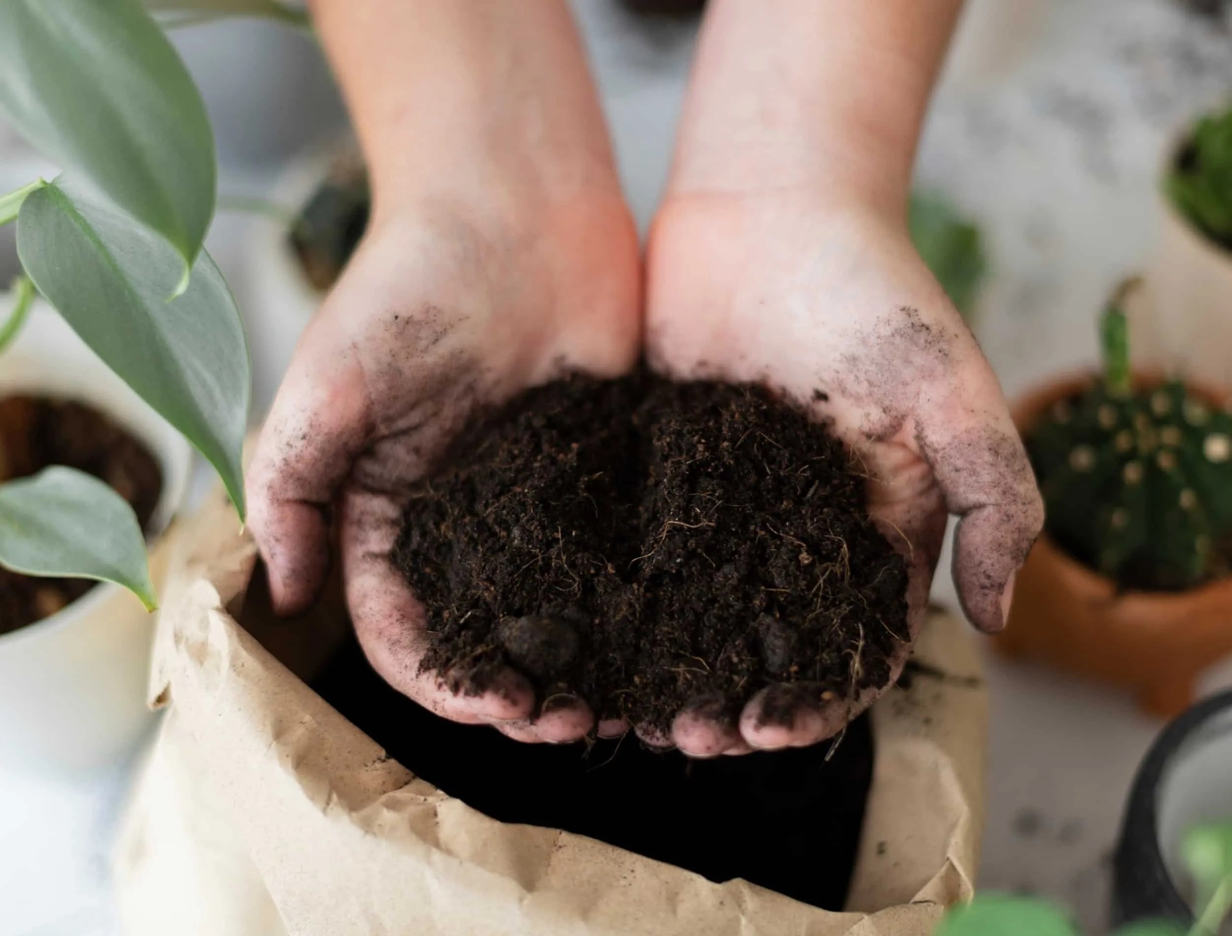 Hand holding gardening soil for houseplant