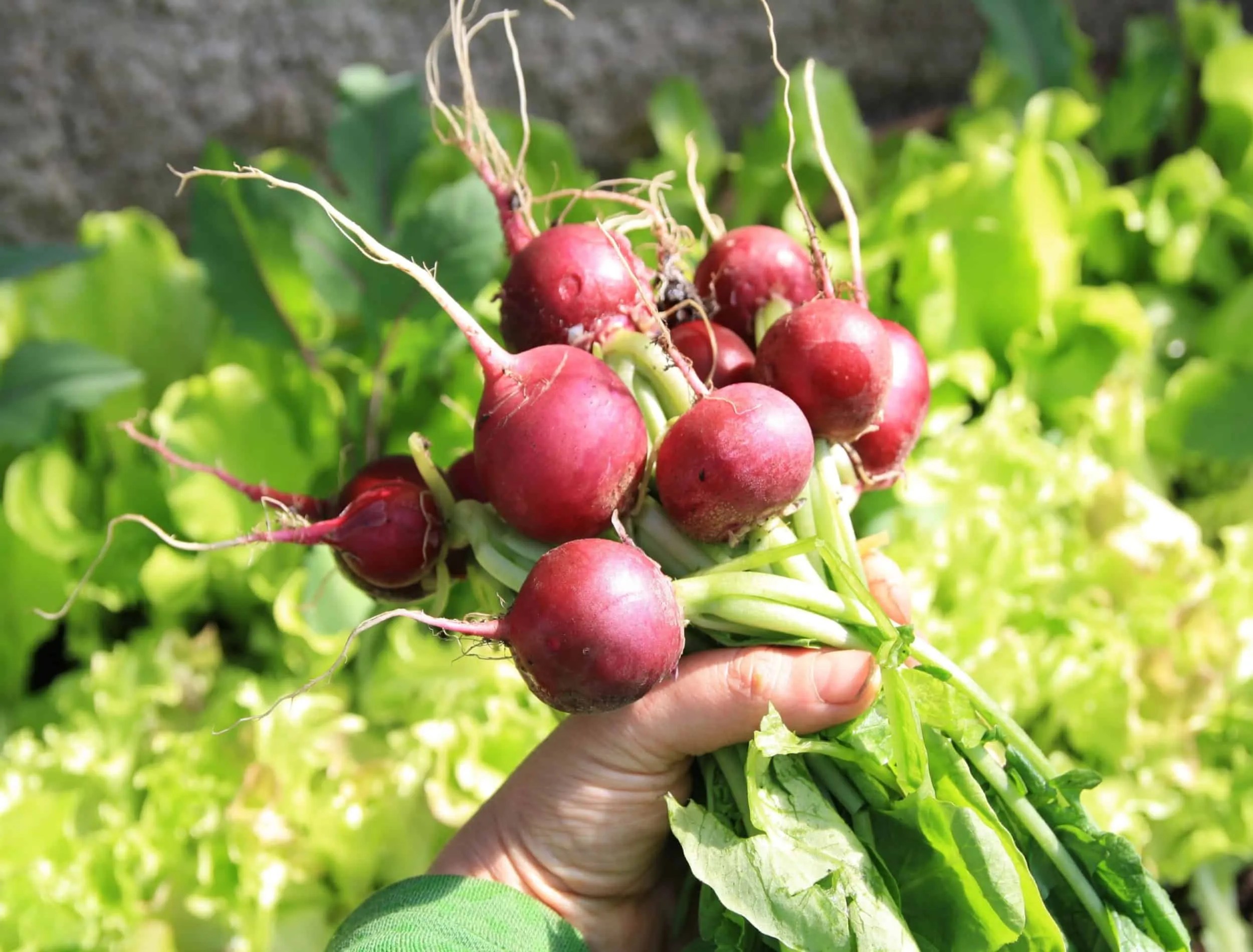 Freshly harvested radish in hand, on the background of lettuce with which they were grown in mixed culture. Growing radish. Growing vegetables.