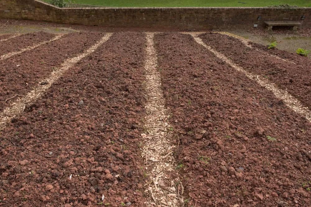Freshly Prepared Vegetable Beds on an Allotment in Rural Devon, England, UK