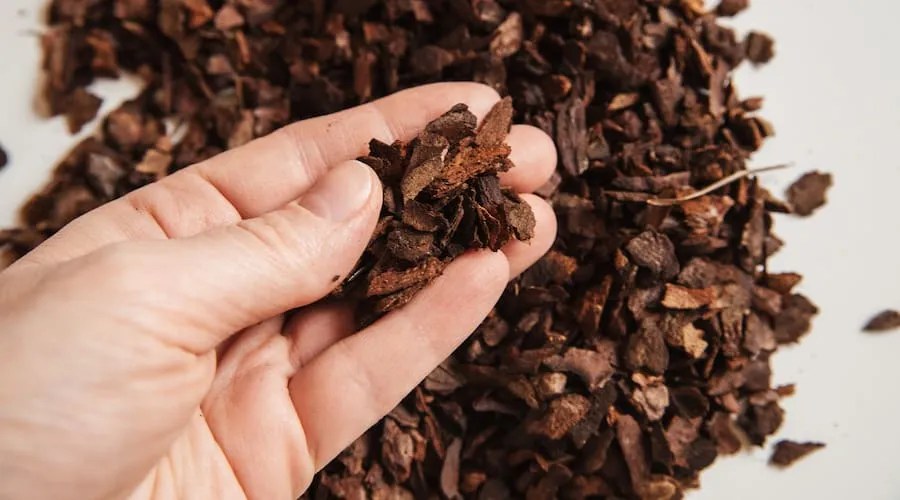 Small fraction pine bark in hand for planting Phalaenopsis Orchid close up on a white background