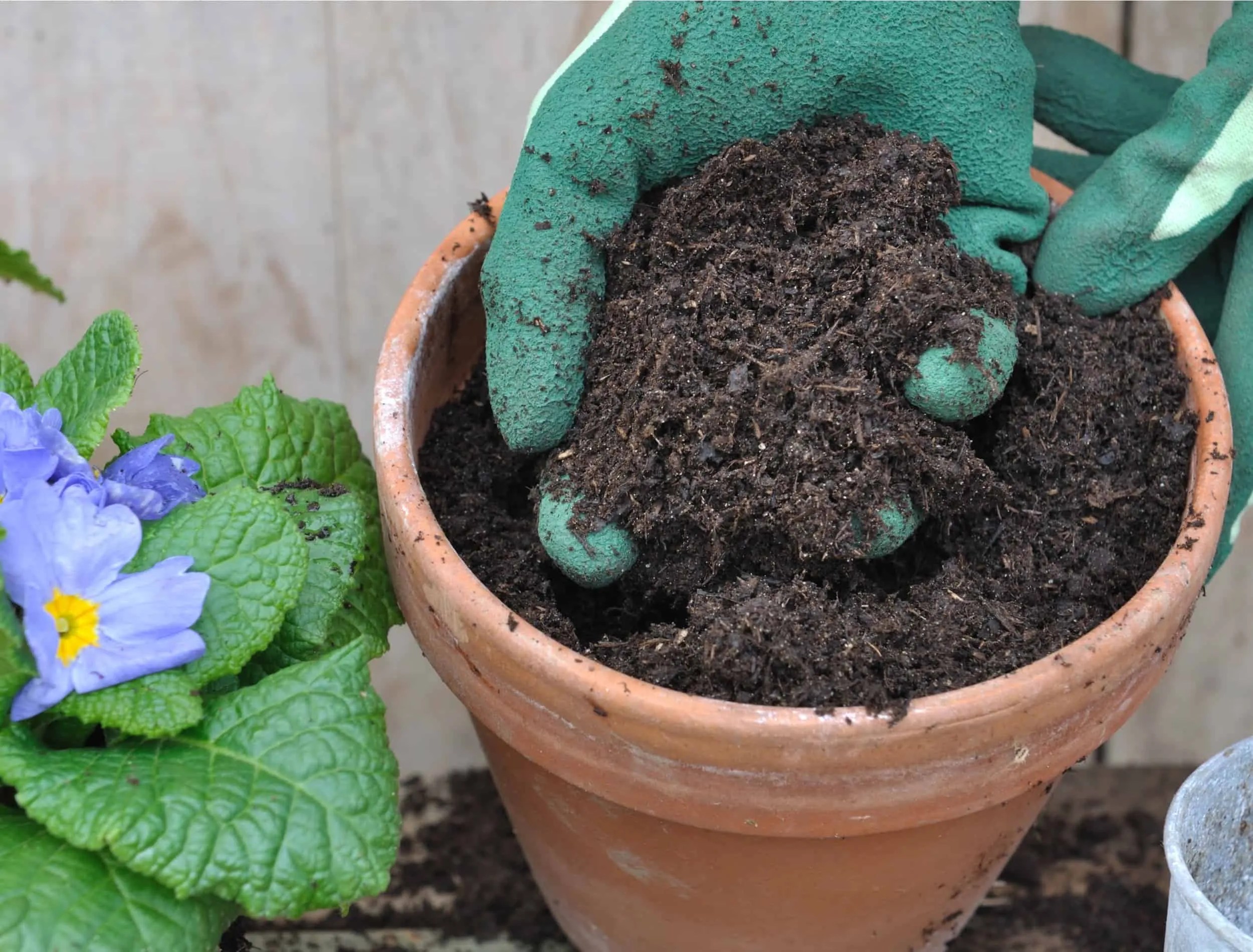 gloved hand holding loam over a flower pot