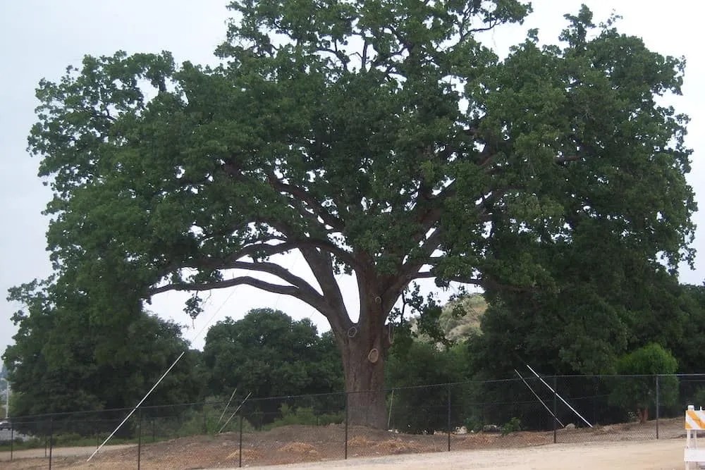large oak tree
