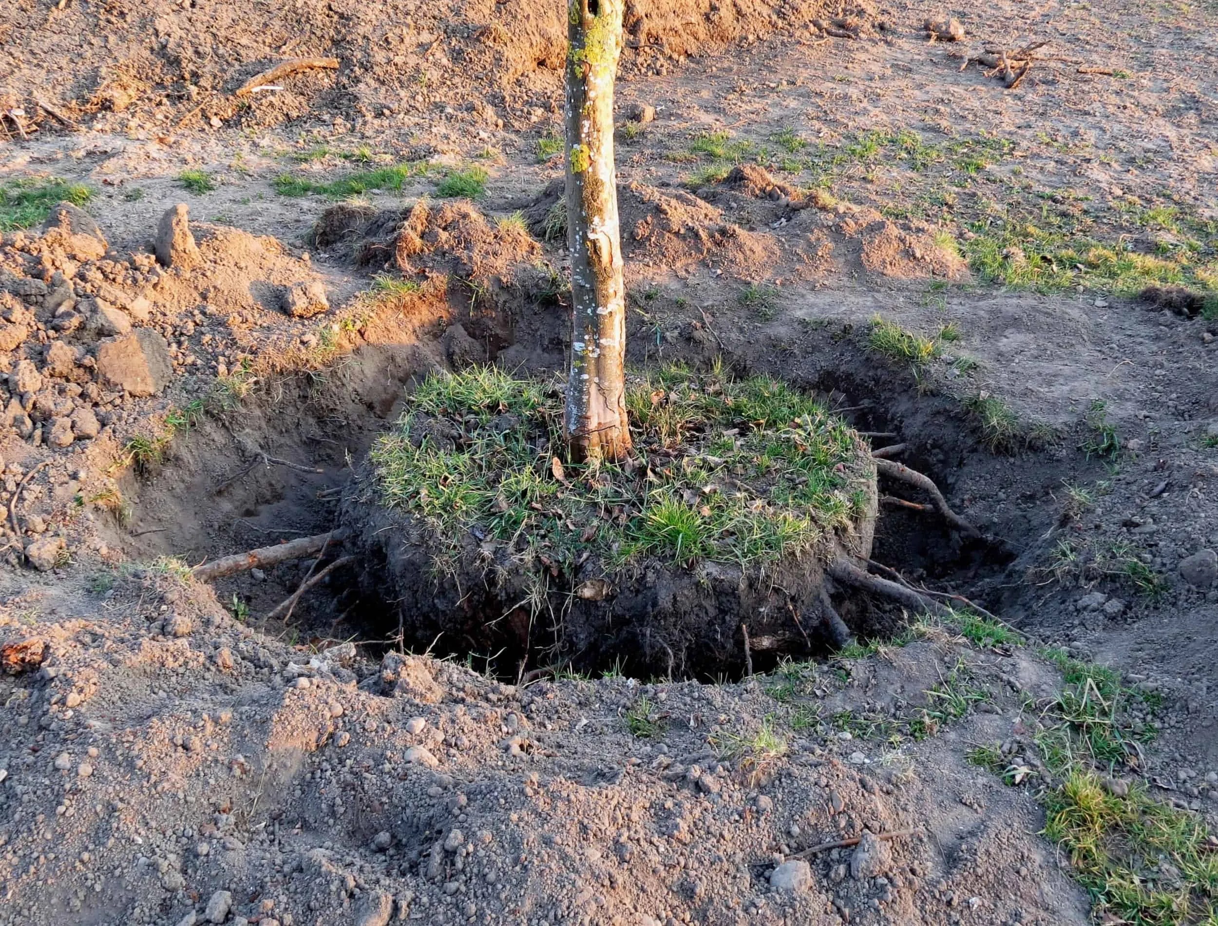 Digging up a tree, at sunset. Dig out tree roots around. To expose the root ball. A ten year old quince tree.