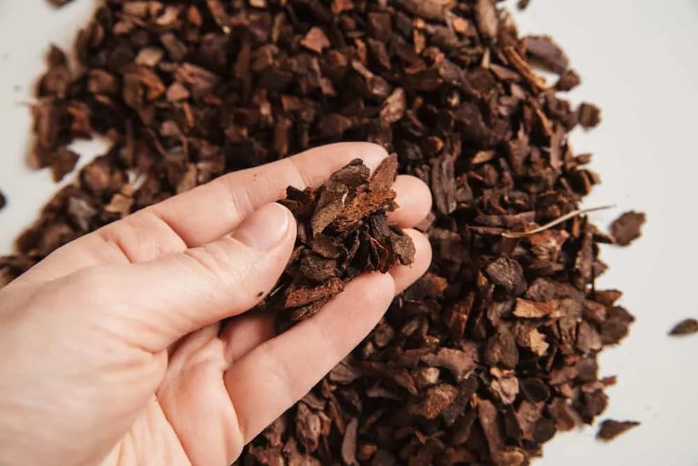 Small fraction pine bark in hand for planting Phalaenopsis Orchid close up on a white background