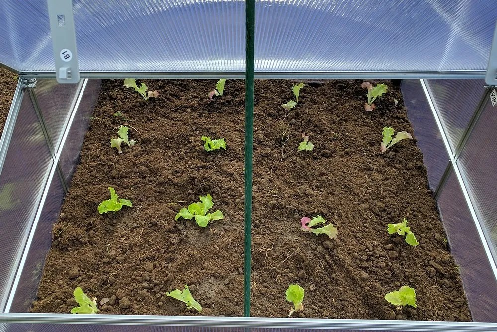 mini greenhouse lettuce