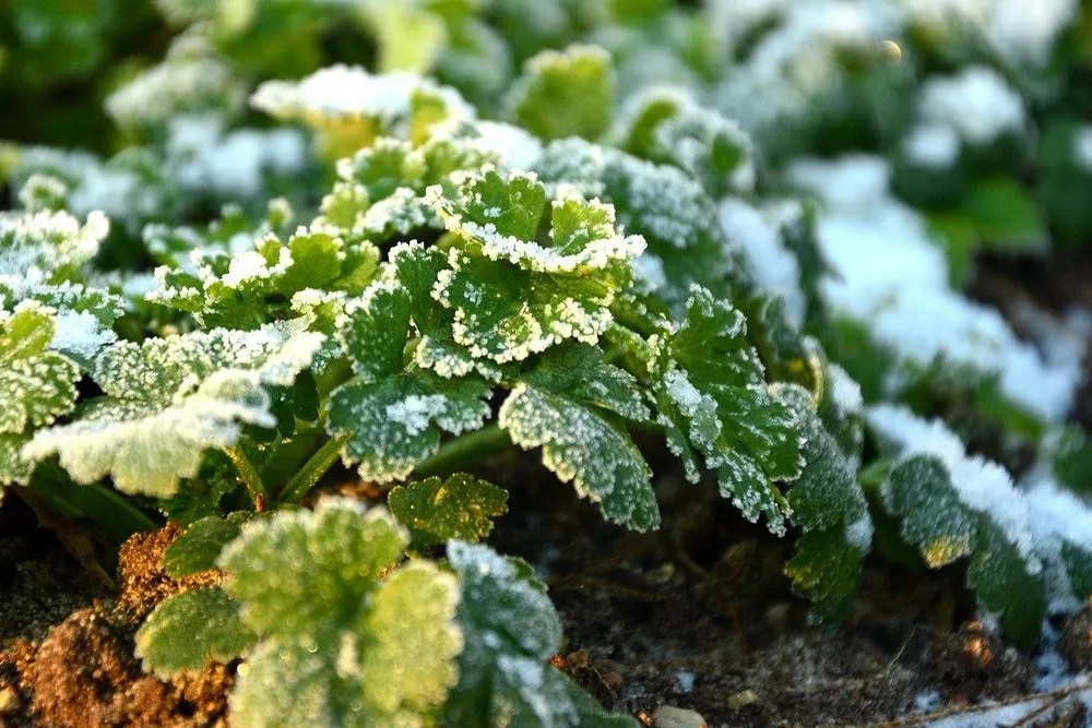 parsely herbs frost