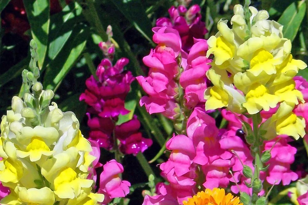 snapdragon flowers blossom bloom