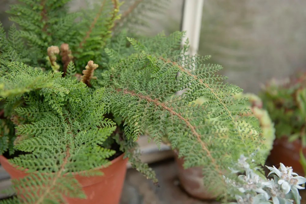 Soft Shield Fern