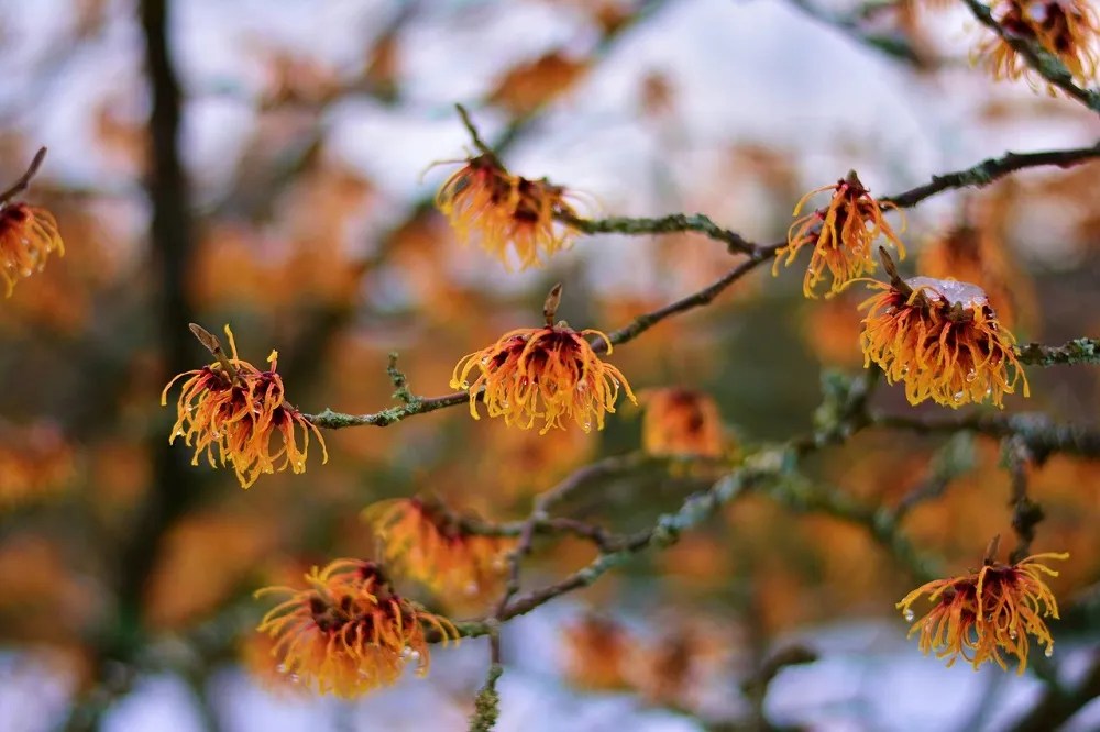 Witch Hazel