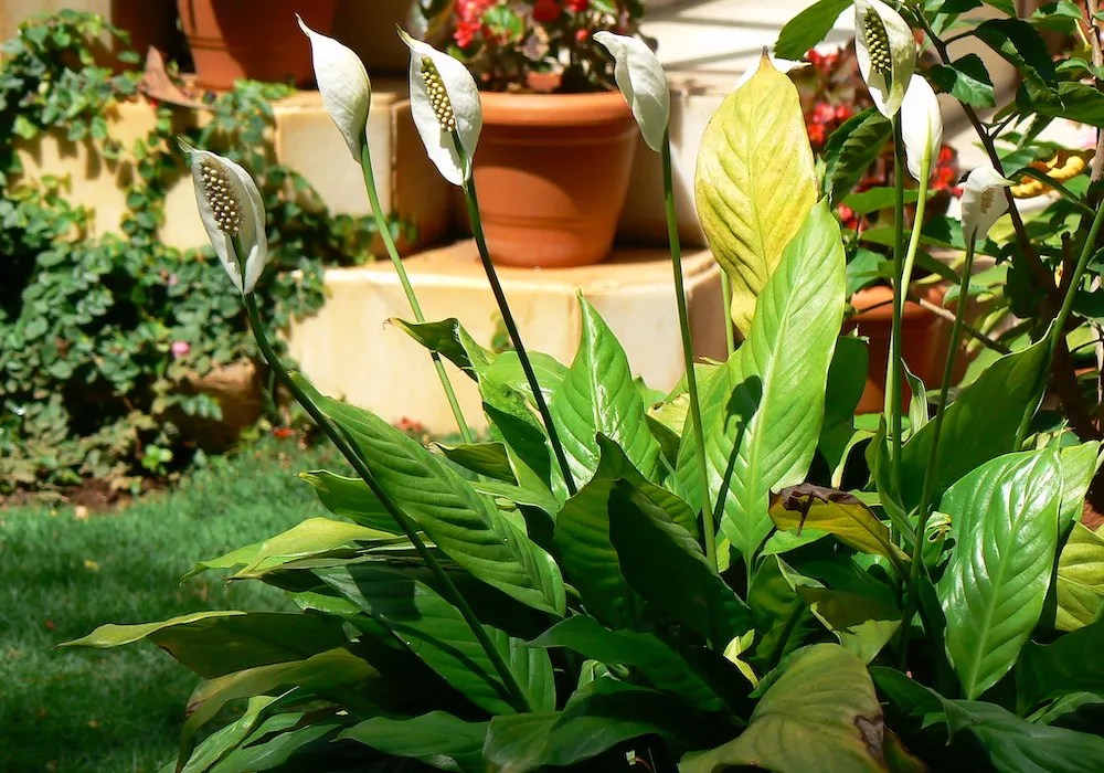 yellow leaves, peace lily