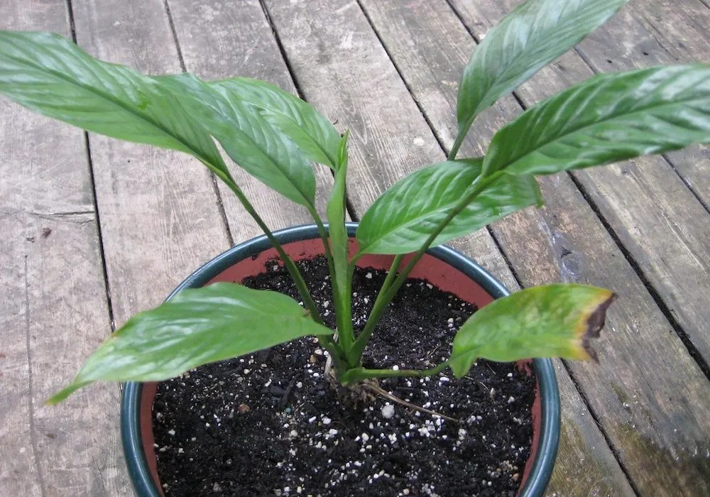 peace lily not flowering