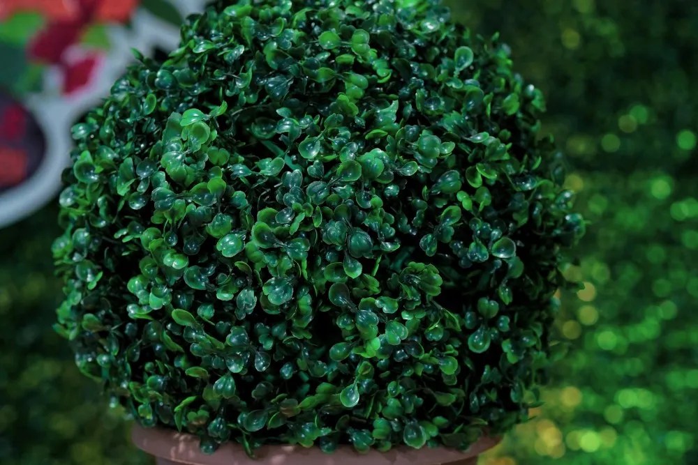 10 Outdoor Plants For Winter Containers