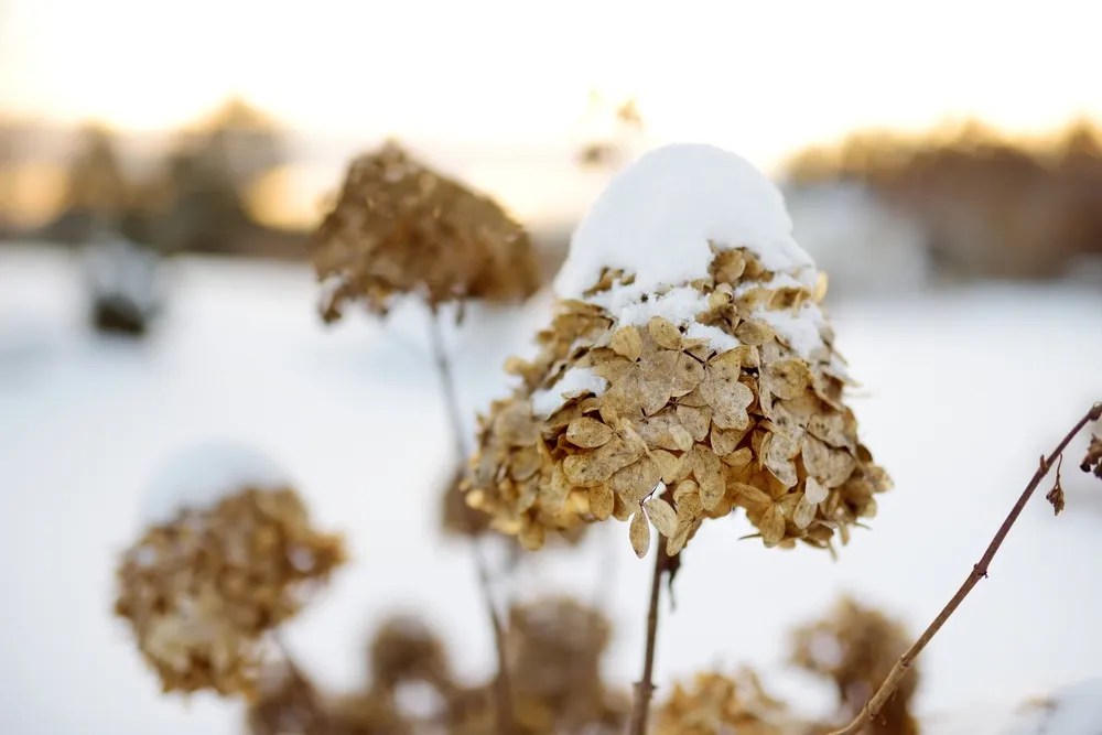 Hydrangea in Snow