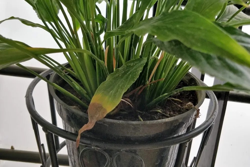 Why Your Peace Lily is Drooping