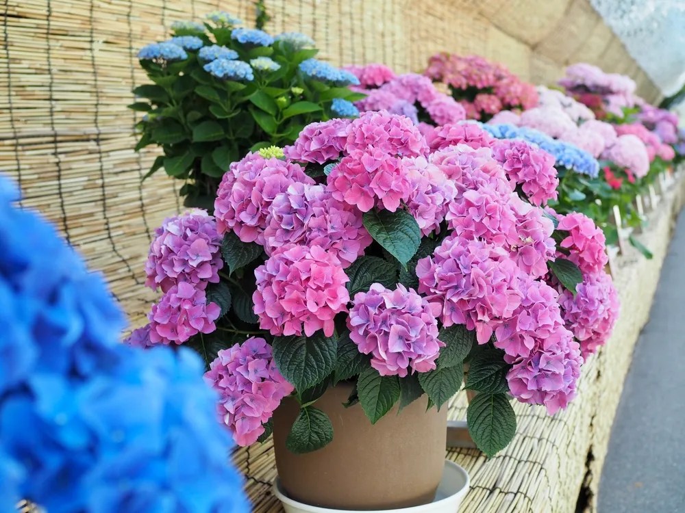 Potted Hydrangeas