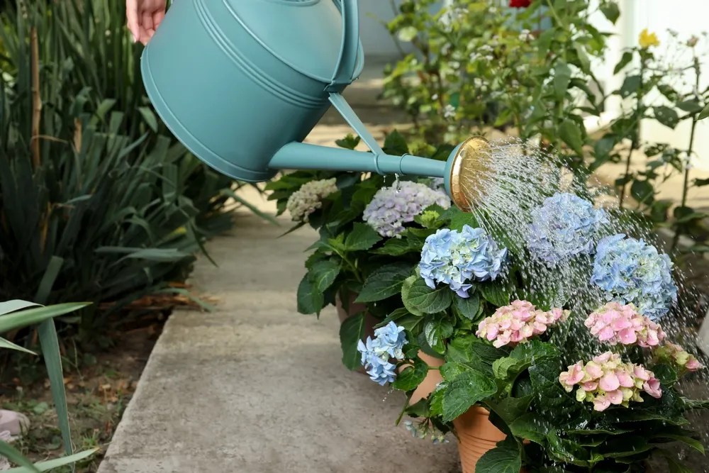 Watering hydrangeas