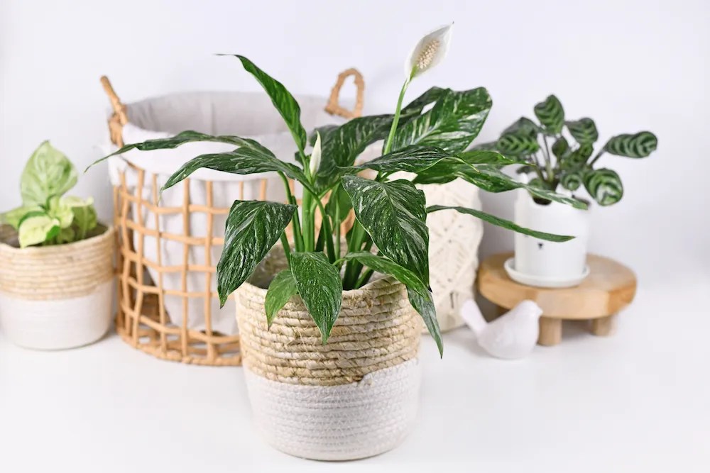 Exotic ‘Spathiphyllum Diamond Variegata’ houseplant with white spots in basket flower pot in front of home decoration