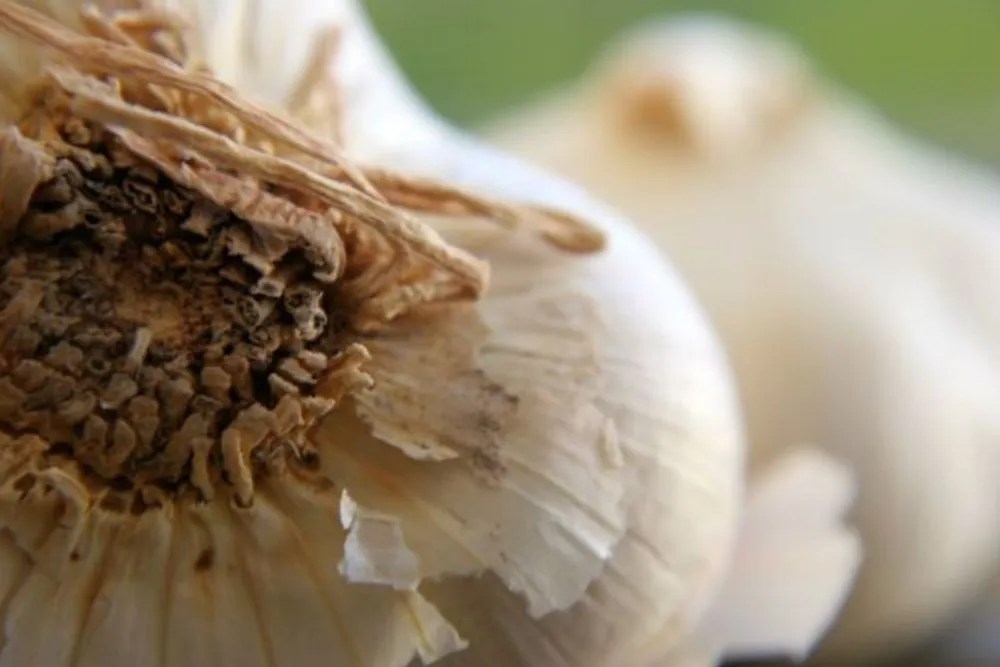 Garlic bulb close-up