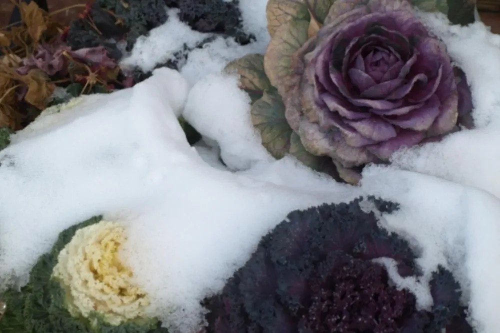Cabbage in winter garden