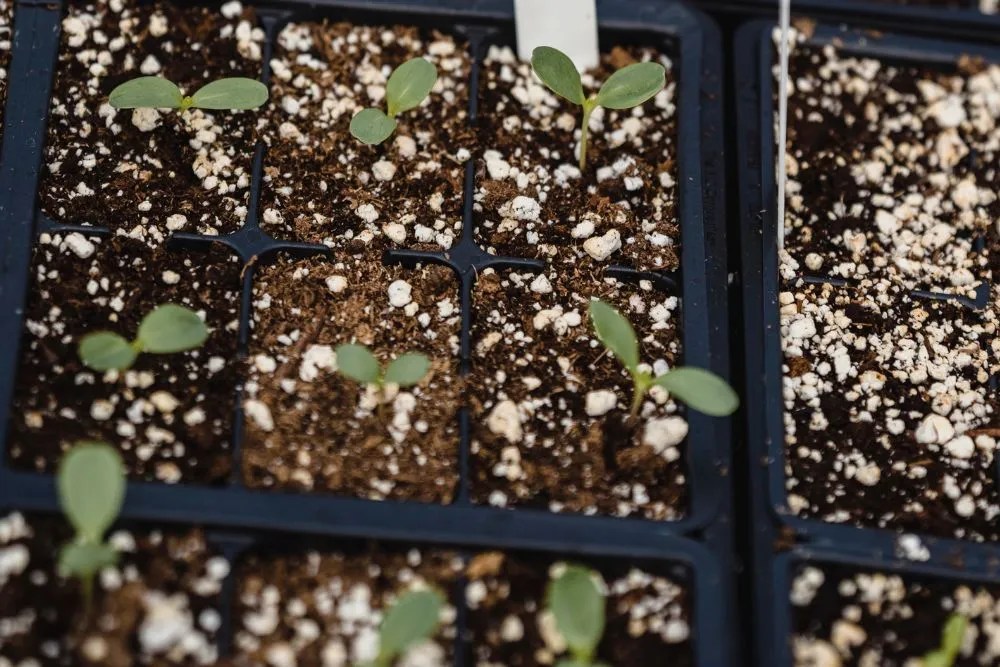 Seedlings growing in dividers