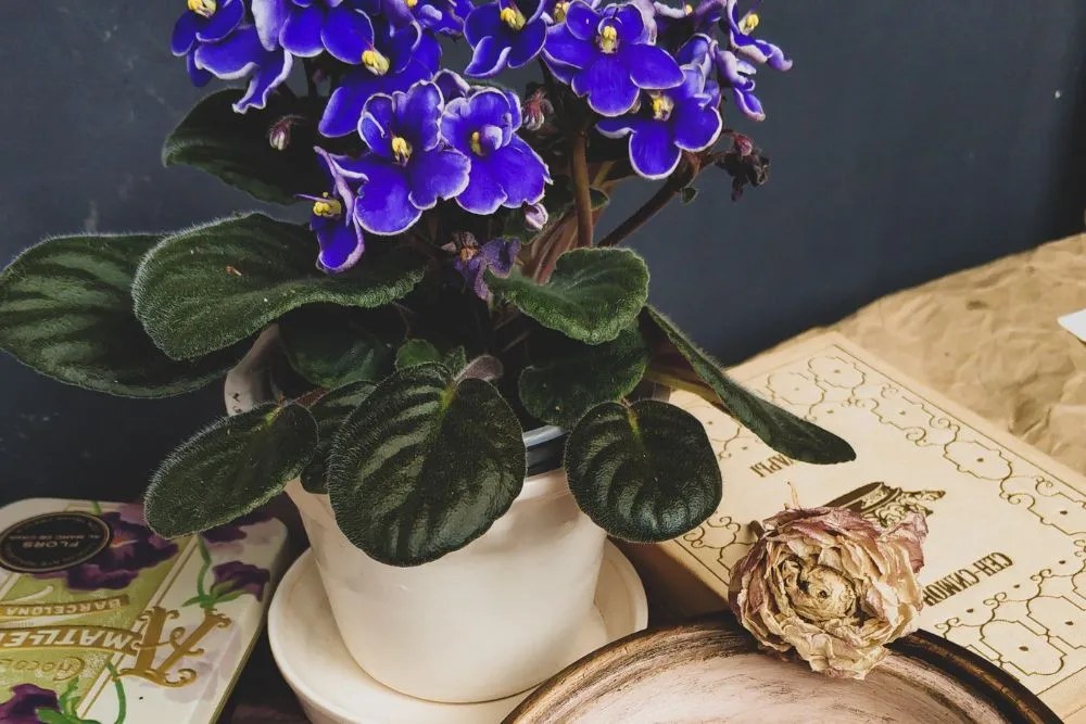 African Violets on a desk with vintage papers