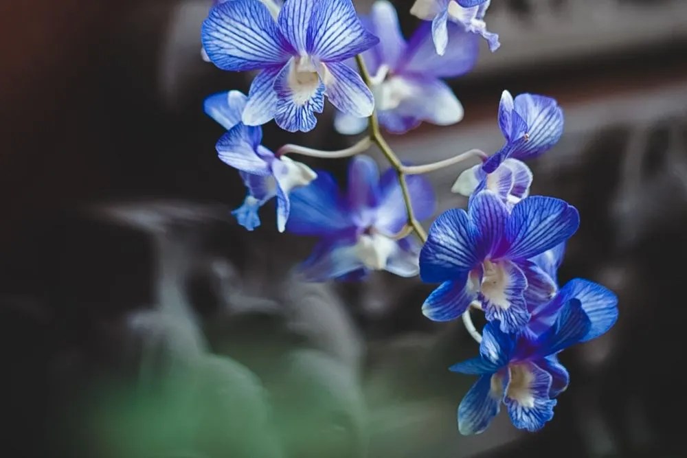bright blue and purple orchid indoor plants