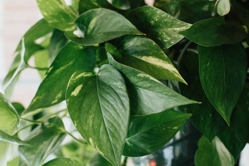 a bright green pothos plant
