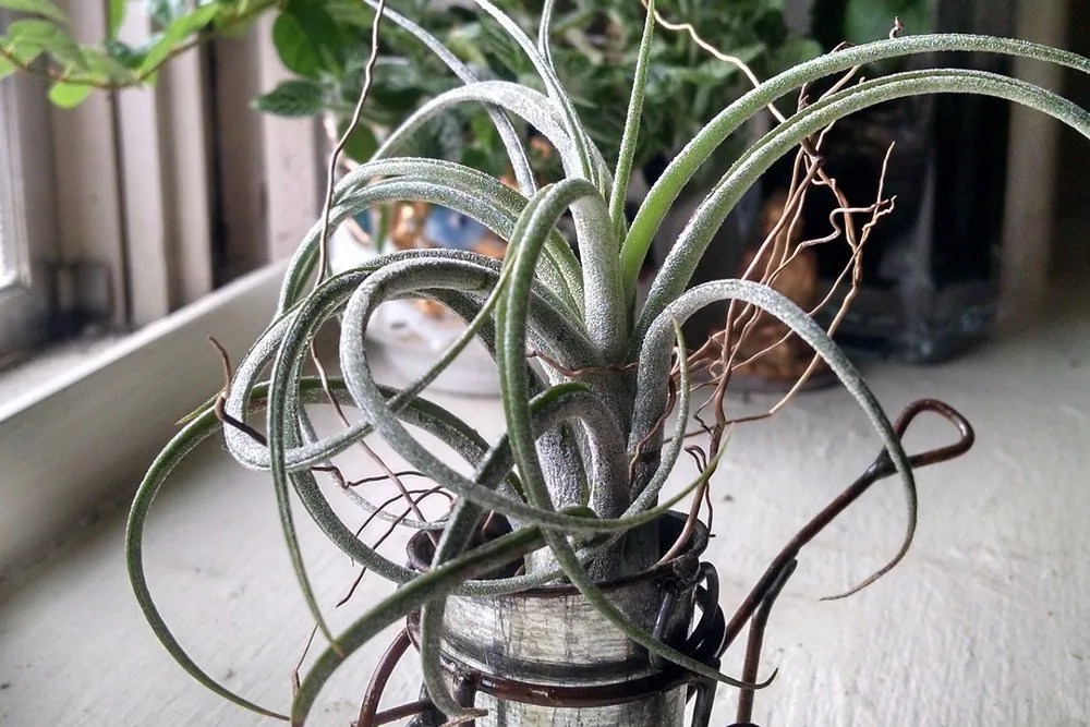 Tillandsia on Windowsill