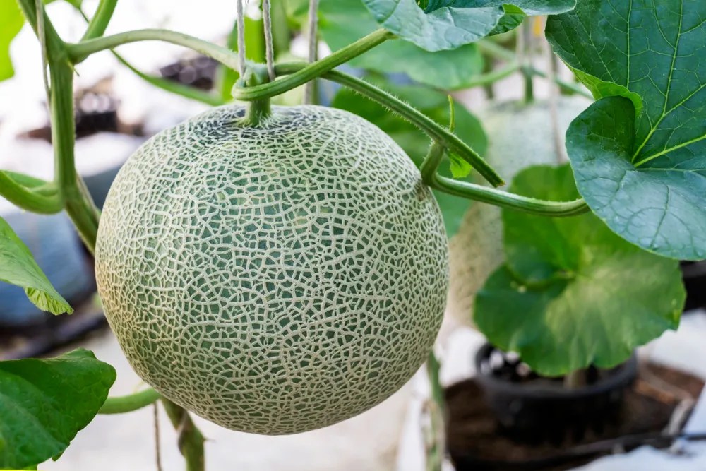 Cantaloupe on a trellis