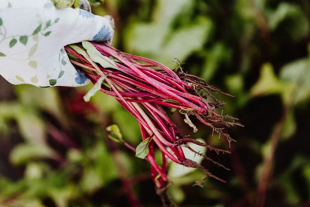 Beet stem close-ups