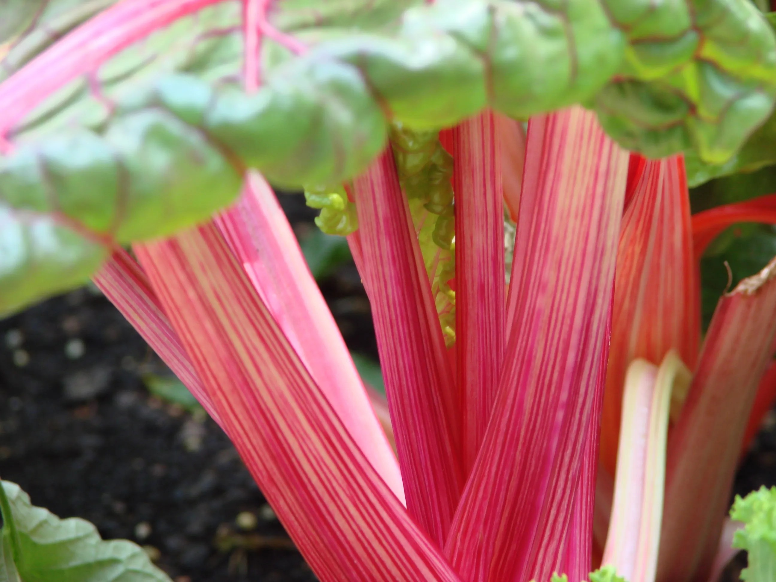 swiss_chard