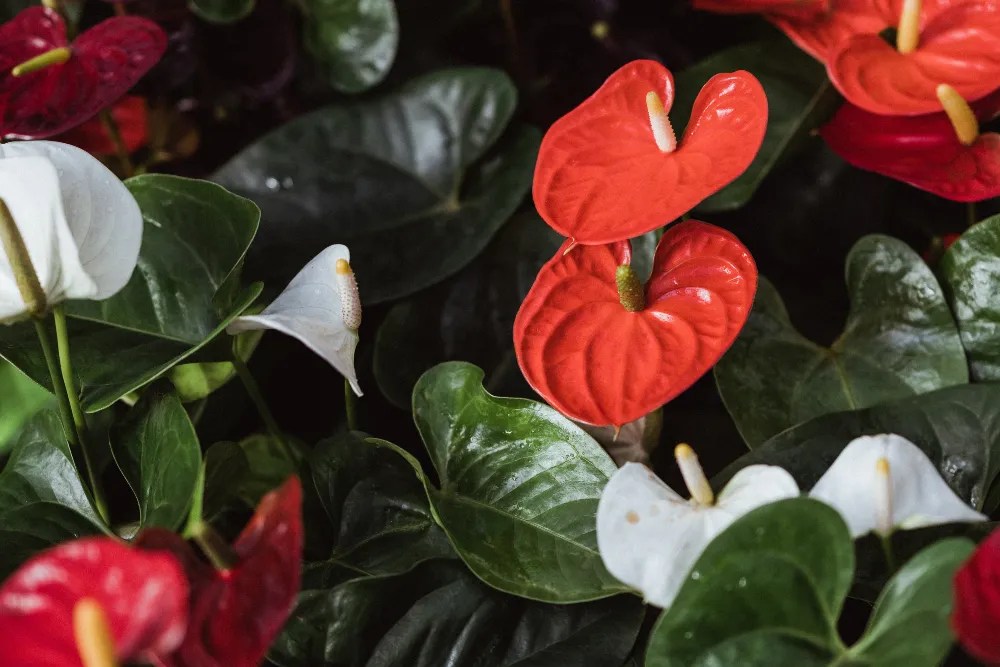 Anthurium plant