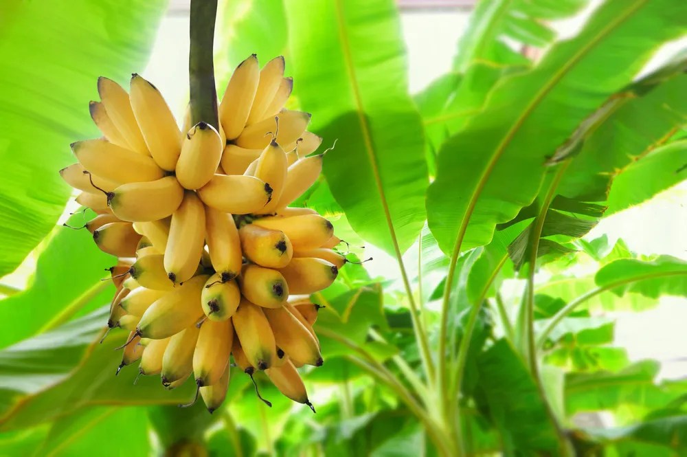 Banana Tree