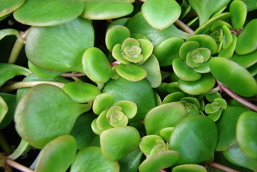 Chinese Sedum